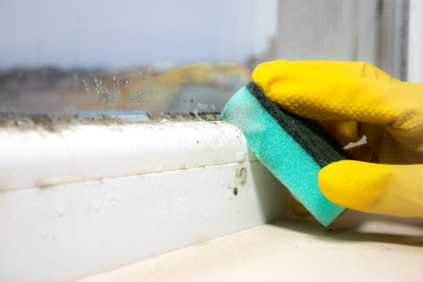 Professional Mold Inspection, Removal & Remediation in Heber, CA